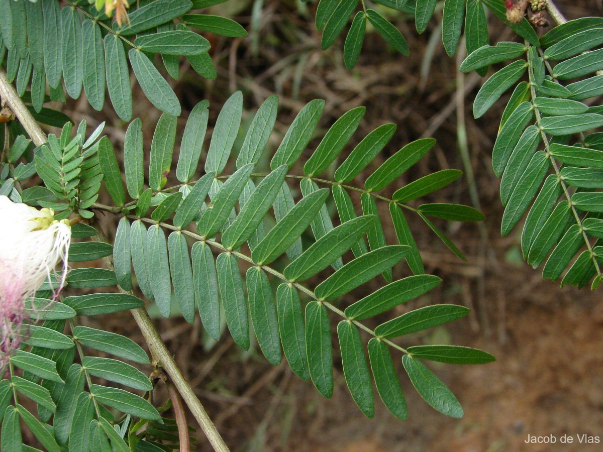 Calliandra surinamensis Benth.